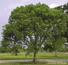Caoba