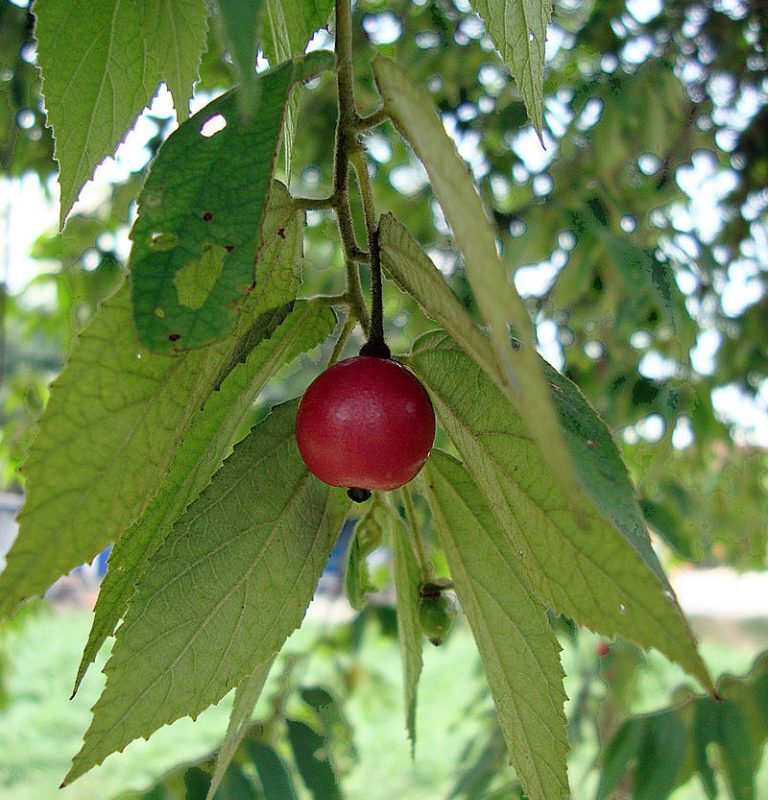 Capulin