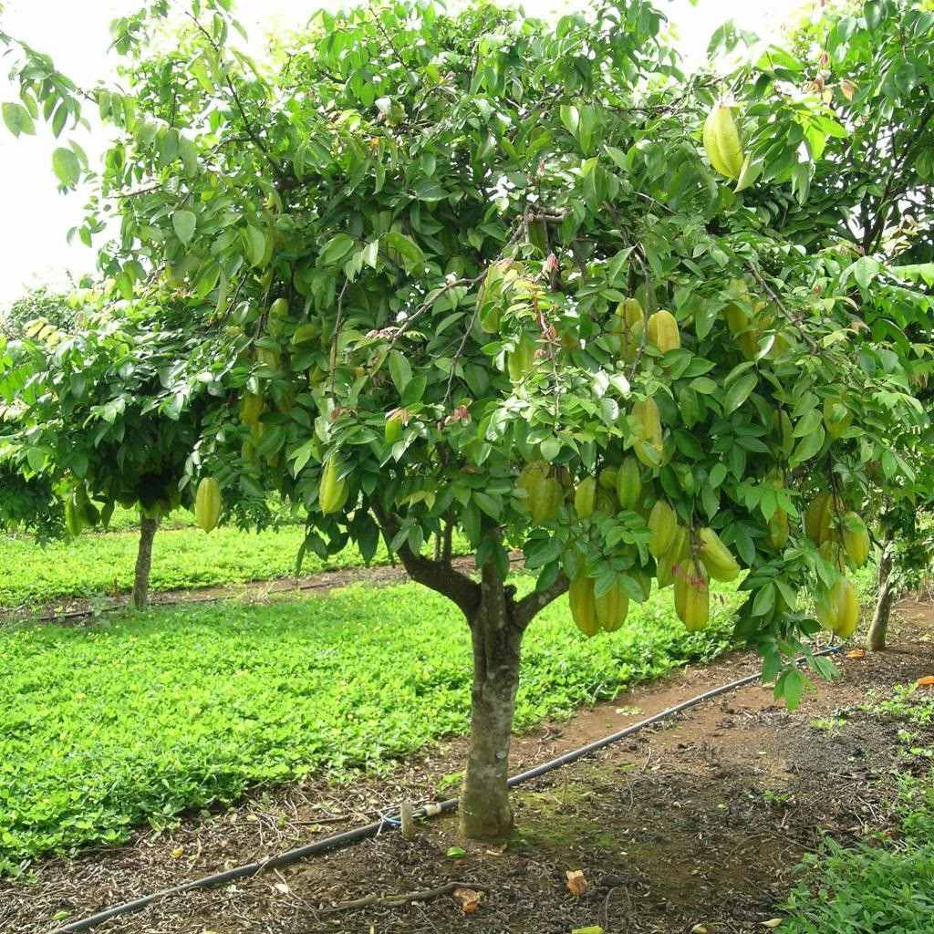 Carambola Injertada