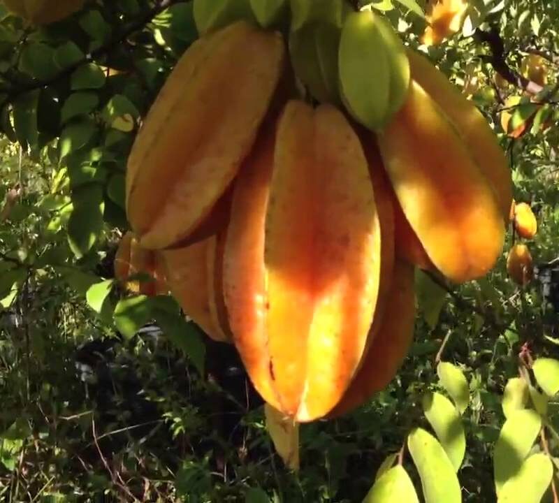 Carambola Por Semilla