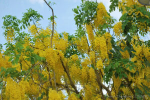 Cassia Fistula