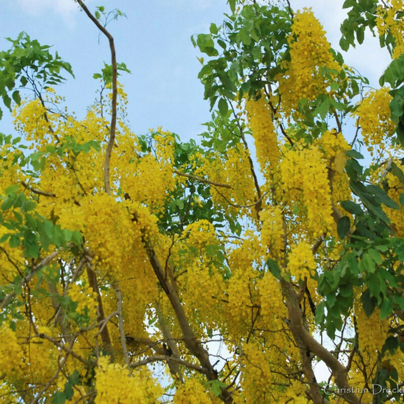 Cassia Fistula