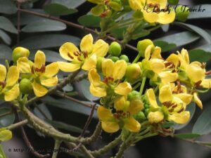 Cassia Siamea