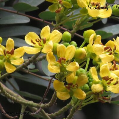 Cassia Siamea