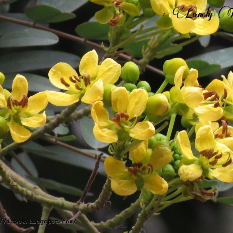 Cassia Siamea