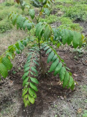 Cedro Dulce