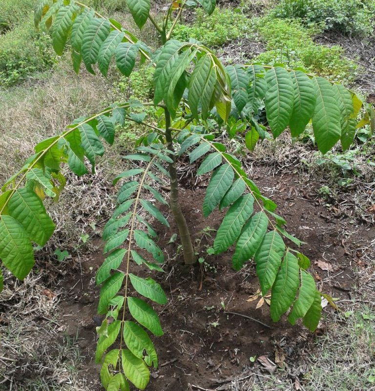 Cedro Dulce