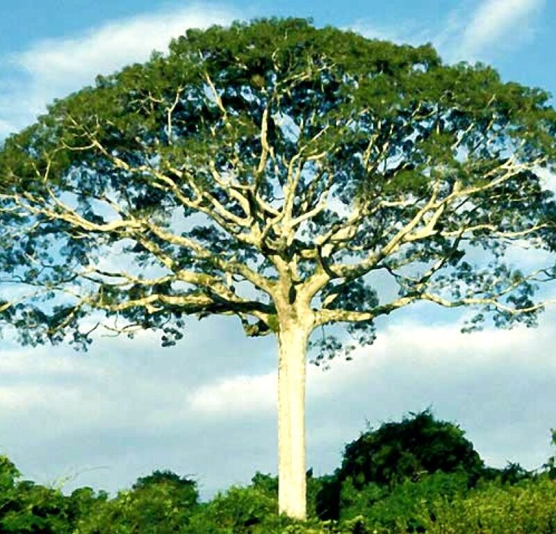 Ceiba