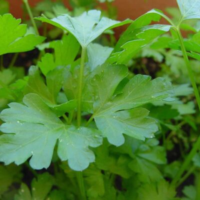 Culantro