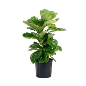 Ficus