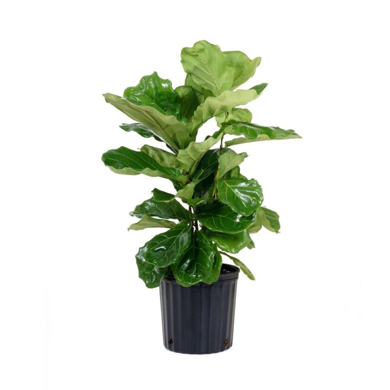 Ficus