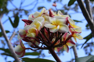 Frangipani-Plumeria