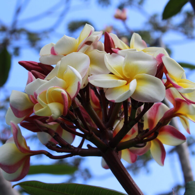 Frangipani-Plumeria