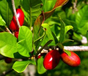 Fruta milagrosa