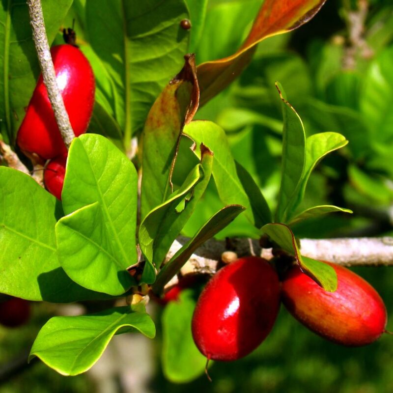 Fruta milagrosa