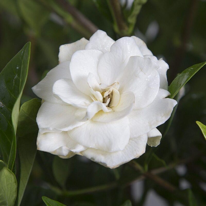 Gardenia