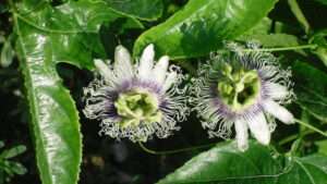 Granadilla