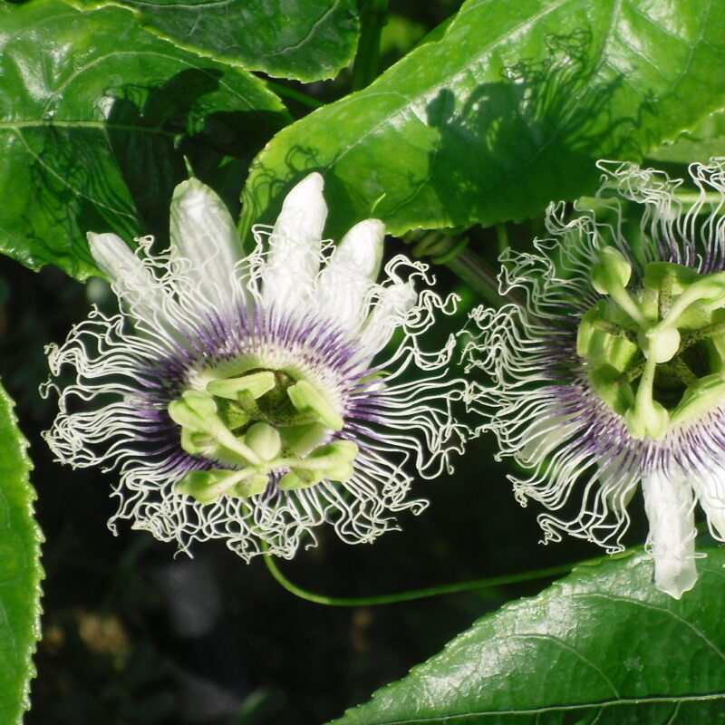 Granadilla