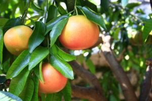 Grape Fruit