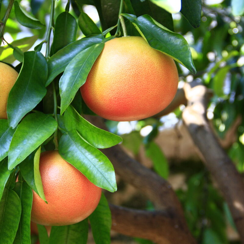Grape Fruit