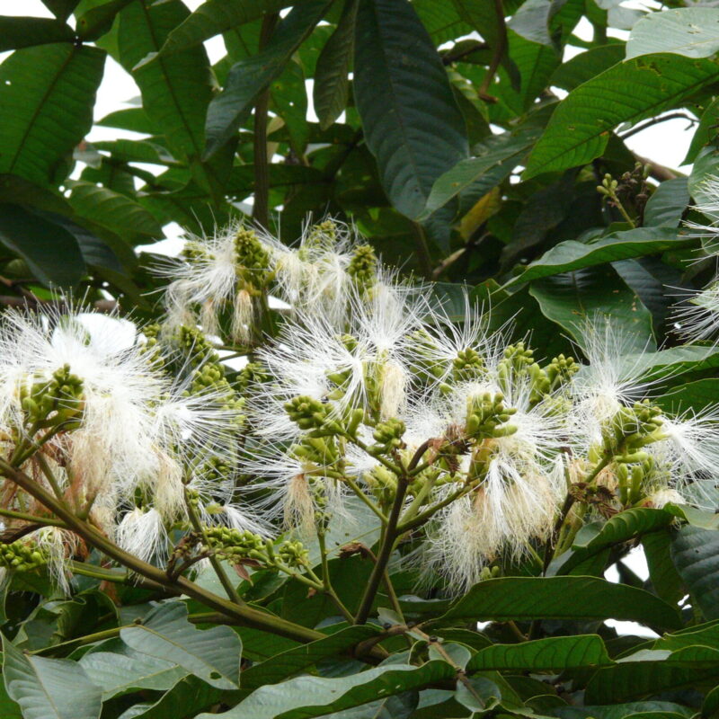 Guaba