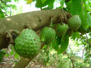 Guanabana por semilla