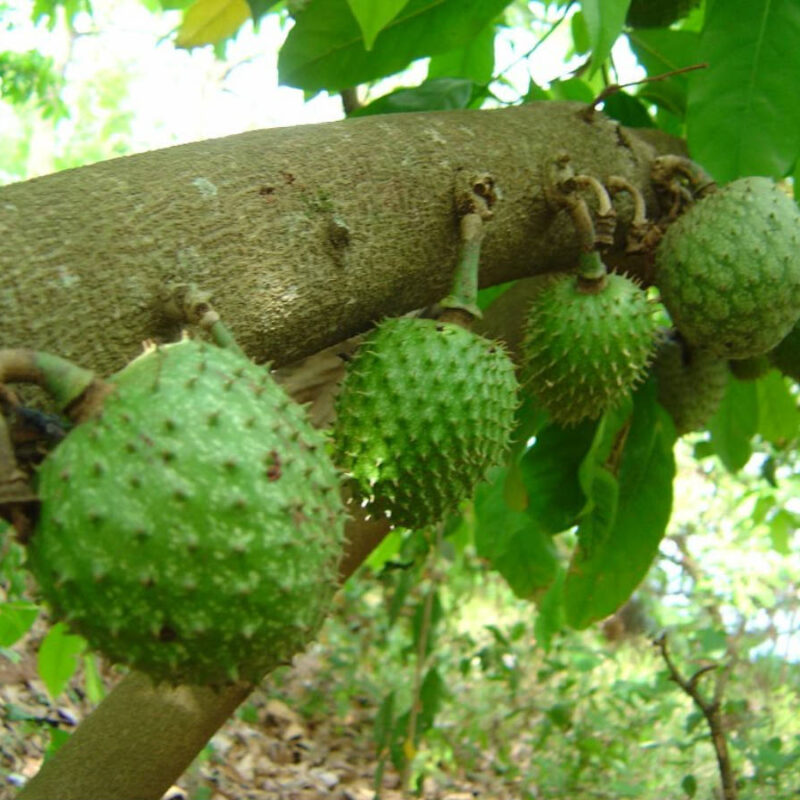 Guanabana por semilla