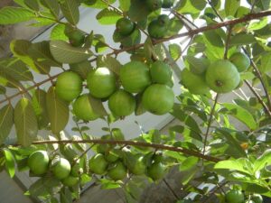 Guayaba
