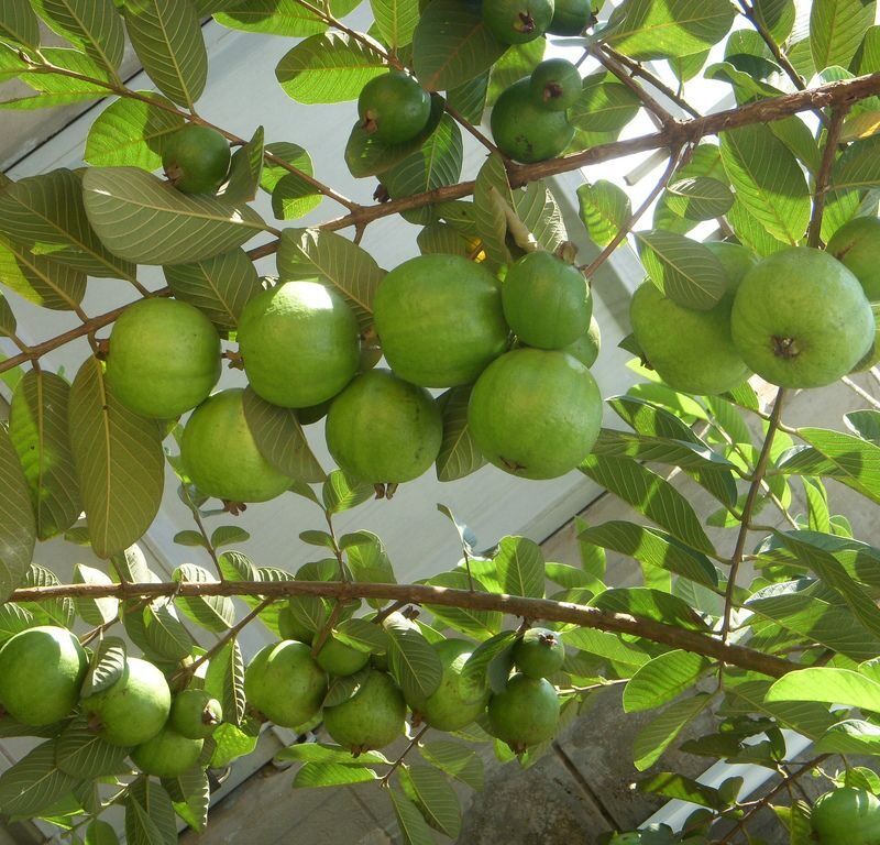 Guayaba