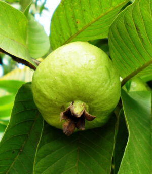 Guayaba China Injertada