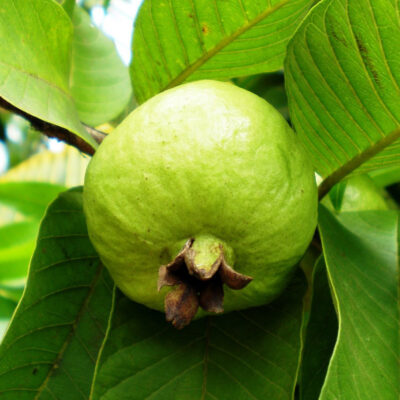 Guayaba China Injertada