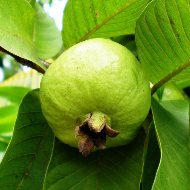 Guayaba China Injertada
