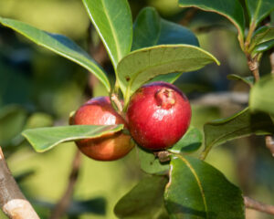 Guayaba de Peru