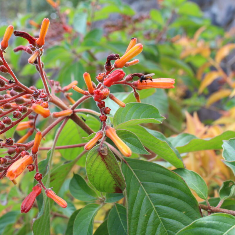 Hamelia Patens