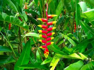 Heliconias