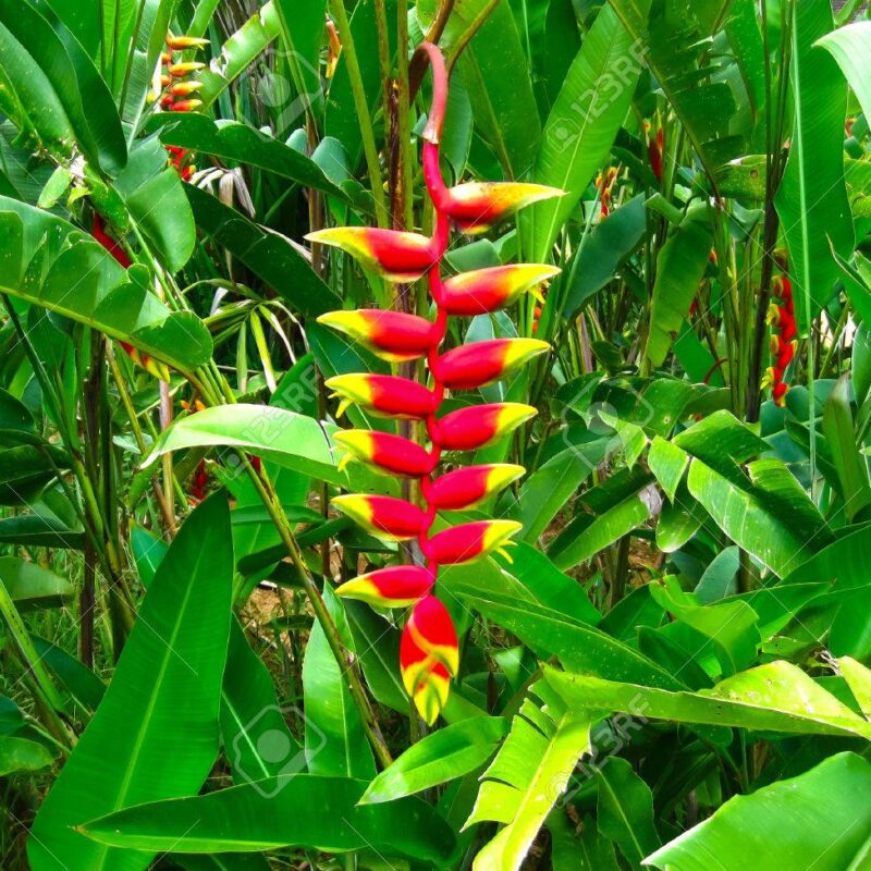 Heliconias