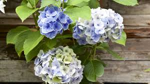 Hortensia
