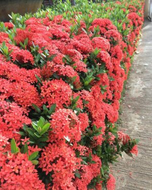 Ixora
