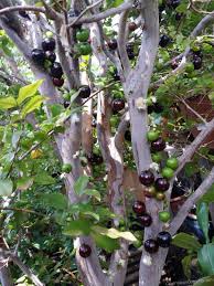 Jaboticaba