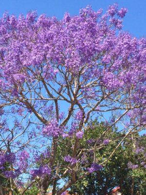 Jacaranda