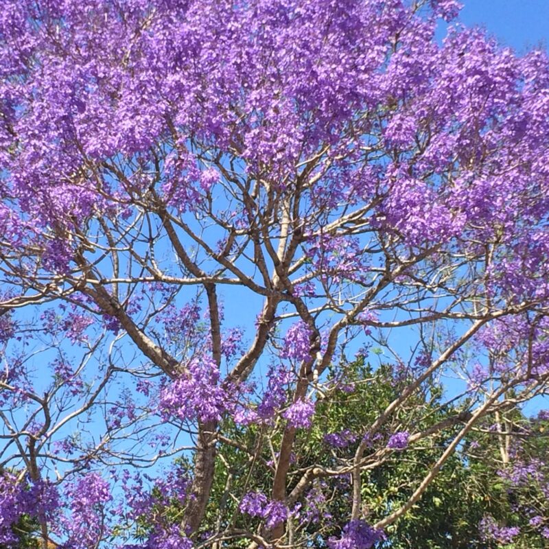 Jacaranda