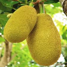 Jack Fruit