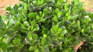 Jade