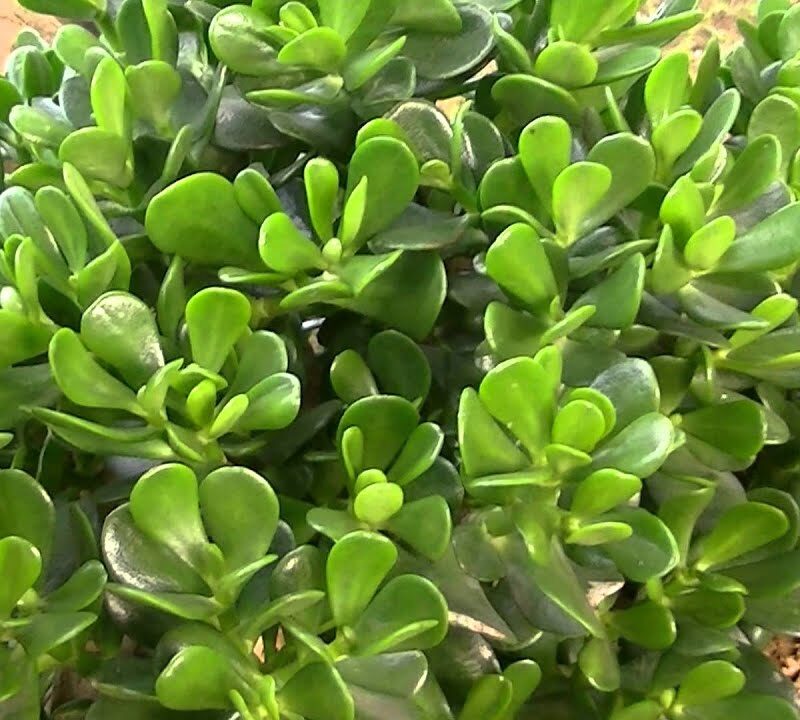 Jade