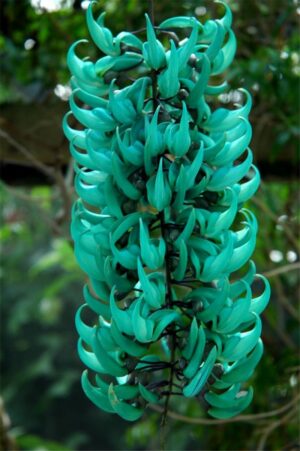 Jade azul