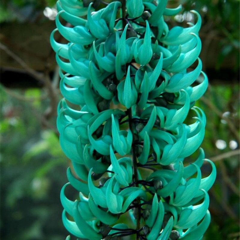 Jade azul