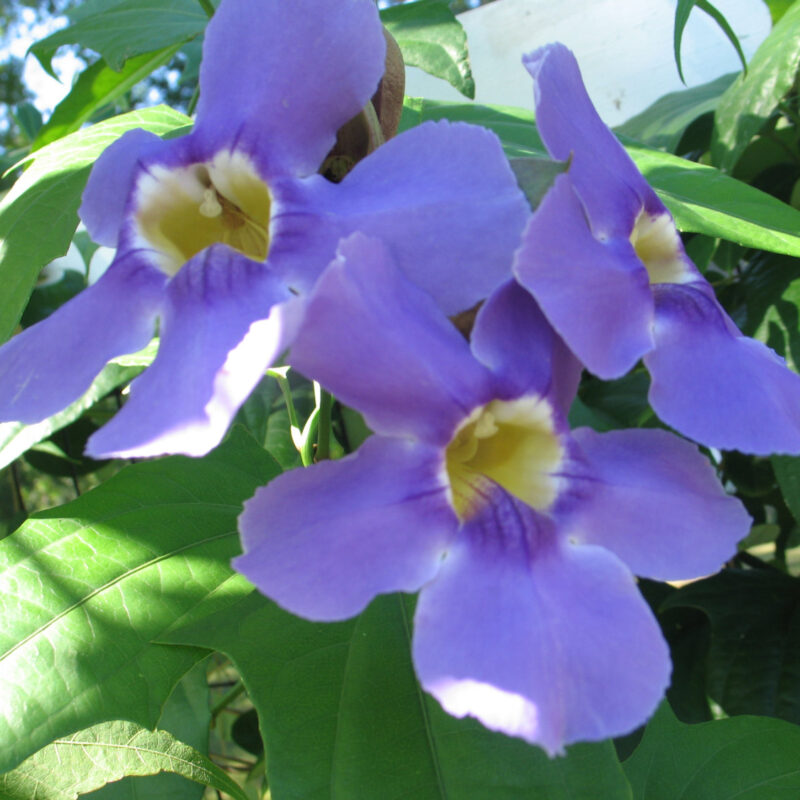 Jalapa azul y blanca