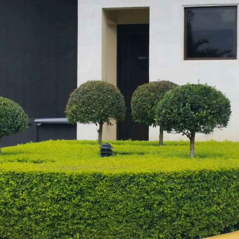 Jardin Formal