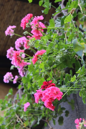 Jardin Mediterraneo