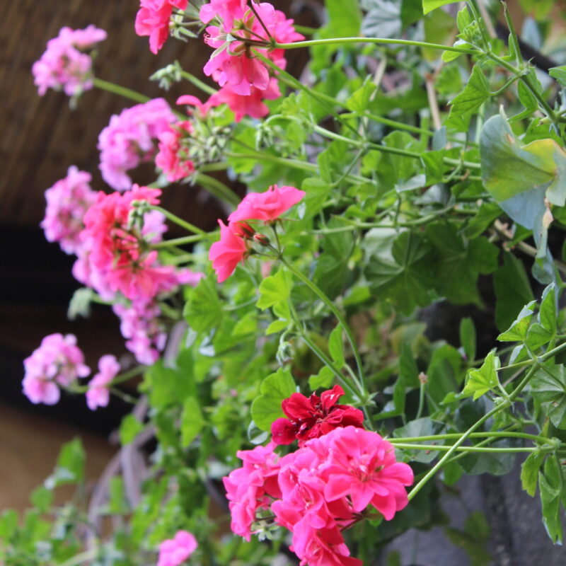 Jardin Mediterraneo